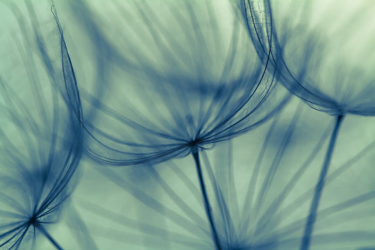 Fototapeta Abstract dandelion flower background, extreme closeup. Big dandelion on natural background. Art photography 