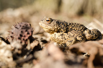 Toad in forest