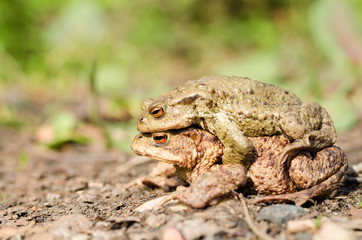Toad in forest