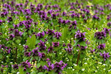 Obraz premium Beautiful field mauve wildflower in grass