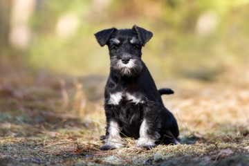 miniature schnauzer puppy posing outdoors
