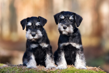 two miniature schnauzer puppies sitting outdoors