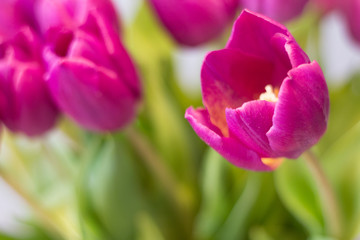 Obraz premium purple tulips macro - beautiful tulips flower closeup