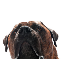 Fototapeta premium dogs eyes