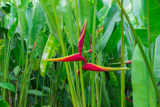 Heliconia.