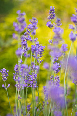 Lavender Flowers, close-up.