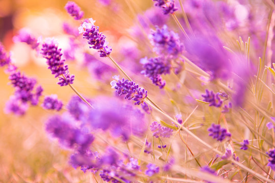 Lavender Flowers, close-up.