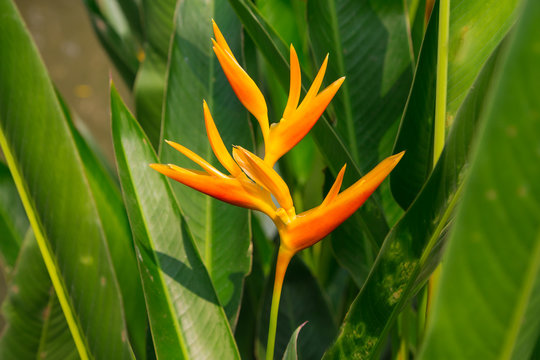 Heliconia.