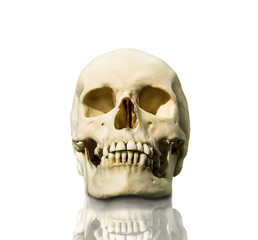 Human skull isolated on white background