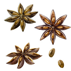 Watercolor hand drawn spice anise
