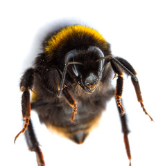 live bumblebee on white background