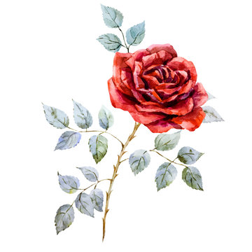 Watercolor red rose