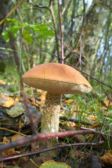 mushroom in the forest