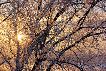 Branches in frost on the background of the setting sun.