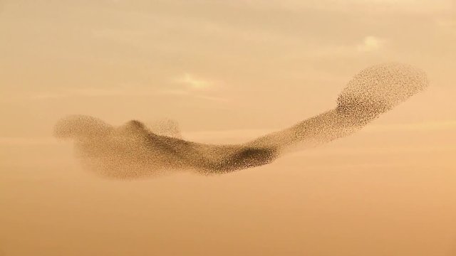 Starling. A flock of starlings flying against the sunset over a field. Change the form. Tripod. Amazing shot .