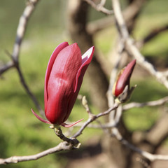 Fototapeta premium Magnolias buds blossom. Spring garden.
