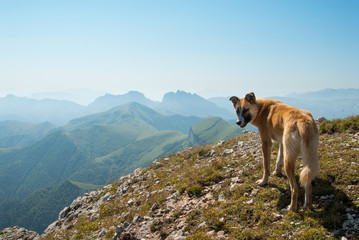 Dog on the top of Big Tkhach mountain, view to Acheshbok mountain