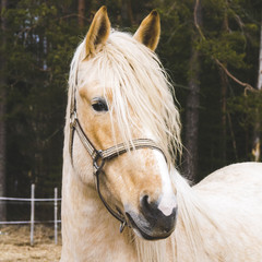 Portrait of beautiful horse near forest