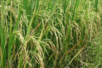 Green rice paddy
