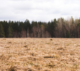 Landscape with field, forest and sky.