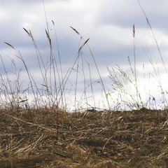 .field with dry grass and spikelets