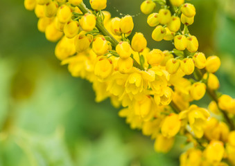 Mahonia Japonica Blossom