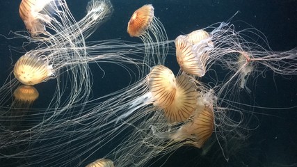 Meduza © sorensen15