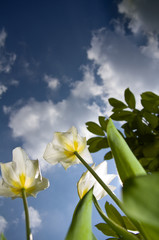Frühlingsblumen von unten