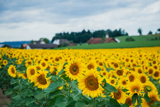 Sunflower field. Switzerland
