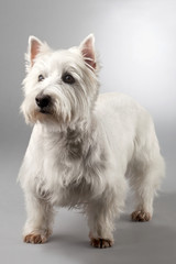 white terrier  dog