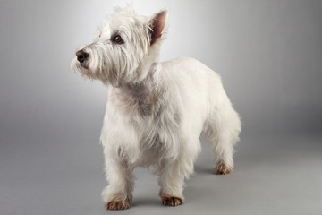 image of a dog looking away.