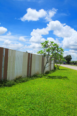Fototapeta premium Yellow flower field under the blue sky