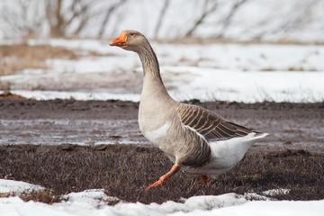 gray goose walking in grass and snow on the farm