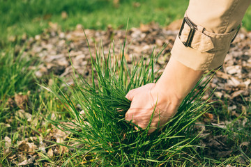 Female hand pulls the grass out of the ground