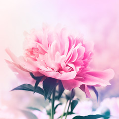 Peony floral background