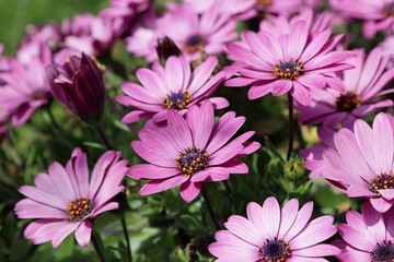 Obraz premium Margherite Africane fucsia, Osteospermum