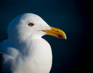 Close-up of Seagull