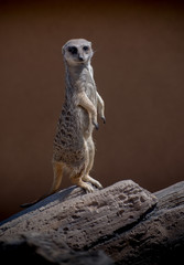 Meercat sentry standing and watching for danger