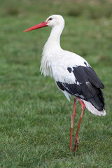 Storch auf grüner Wiese
