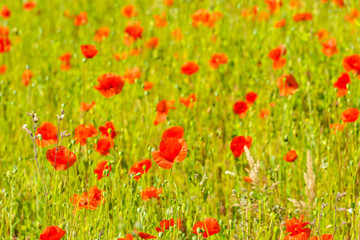 Red poppies in a summer meadow on sunny day