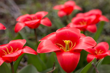 red lily flower , red lily hair flowers