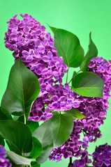The branches of the young, blossoming lilac closeup