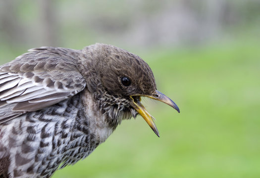Female young  ring ouzel closeup