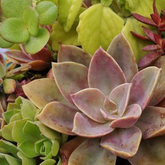 Green rosettes of a crassulaceae succulent plant