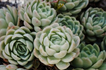 Green rosettes of a crassulaceae succulent plant