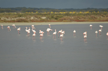 flamencos