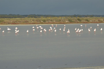 flamencos