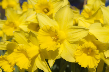 narciso fiore narcissus 
