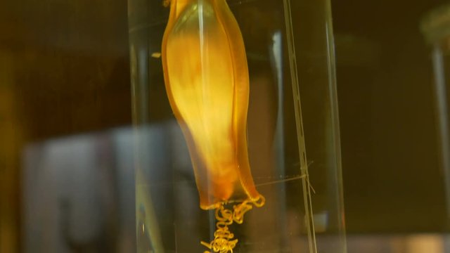 Sea creature kept in formaldehyde solution, in jar, in a zoological laboratory.