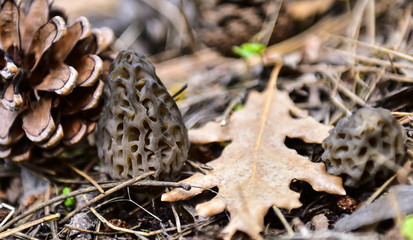yenilebilir doğal mantarlar